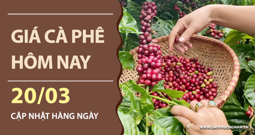 gia-ca-phe-hom-nay-ngay-20-03-2026