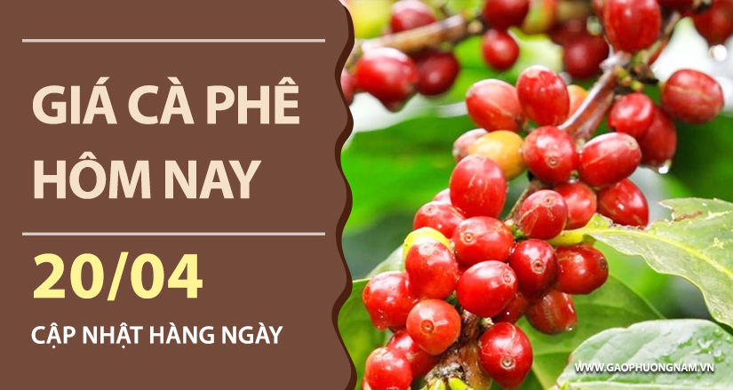 gia-ca-phe-hom-nay-ngay-20-04-2026