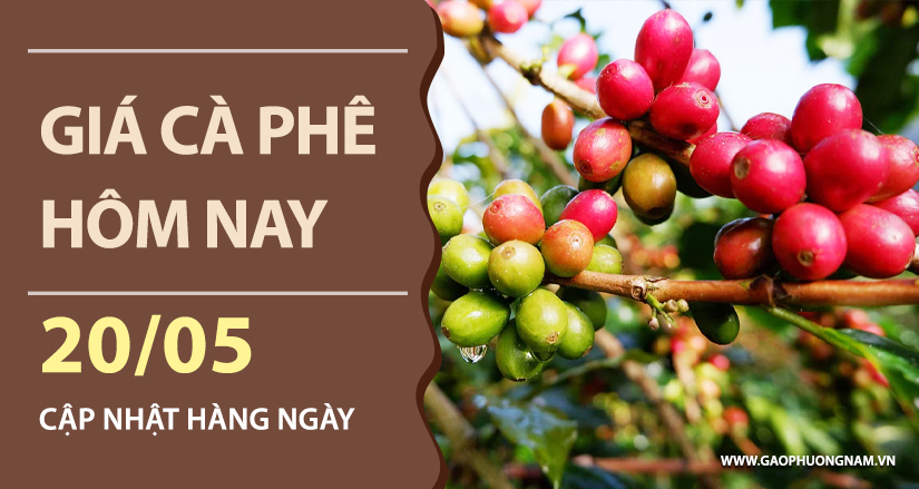 gia-ca-phe-hom-nay-ngay-20-05-2026