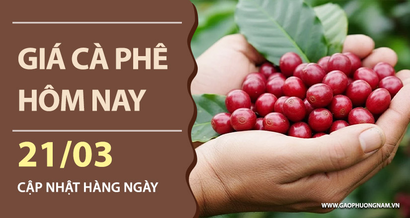 gia-ca-phe-hom-nay-ngay-21-03-2026