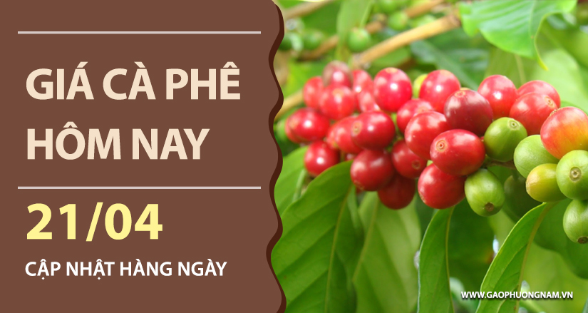 gia-ca-phe-hom-nay-ngay-21-04-2026