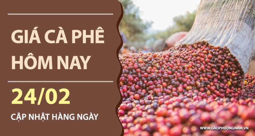 gia-ca-phe-hom-nay-ngay-24-02-2026