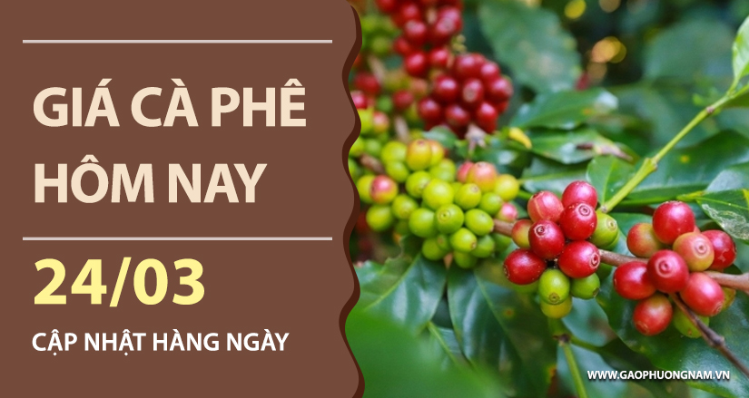 gia-ca-phe-hom-nay-ngay-24-03-2026