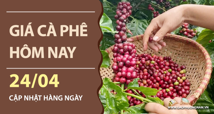 gia-ca-phe-hom-nay-ngay-24-04-2026