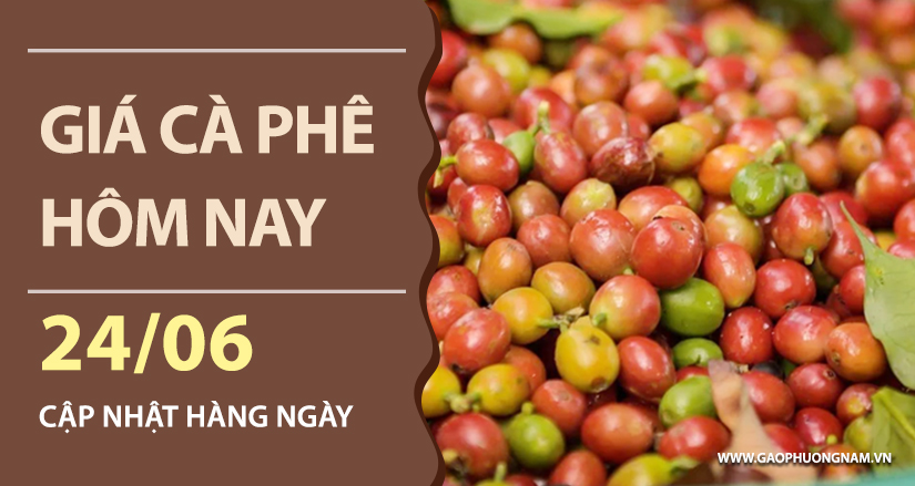 gia-ca-phe-hom-nay-ngay-24-06-2026