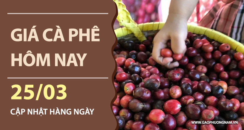 gia-ca-phe-hom-nay-ngay-25-03-2026