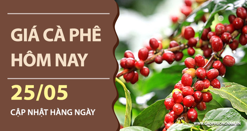 gia-ca-phe-hom-nay-ngay-25-05-2026