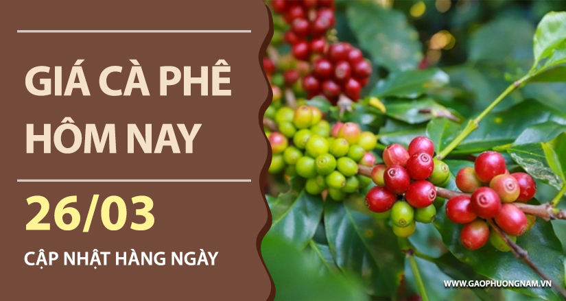 gia-ca-phe-hom-nay-ngay-26-03-2026