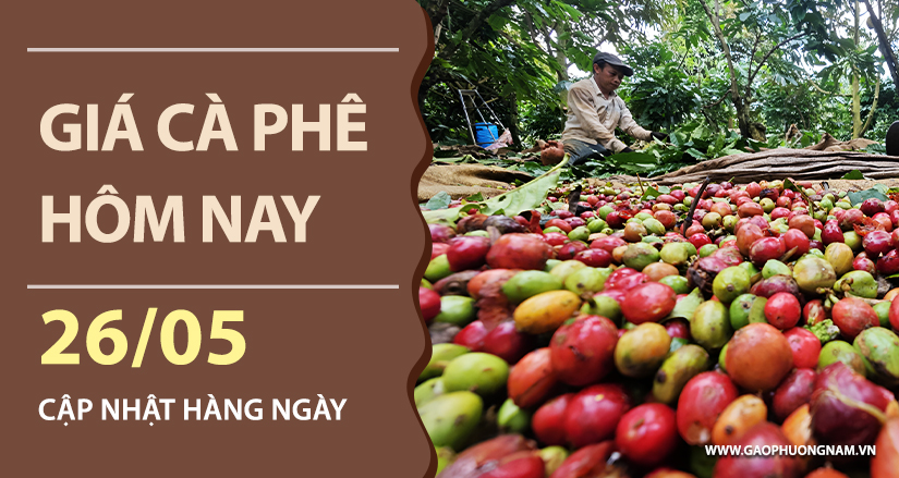 gia-ca-phe-hom-nay-ngay-26-05-2026