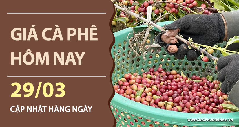 gia-ca-phe-hom-nay-ngay-29-03-2026