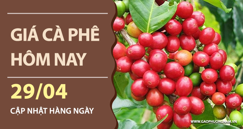 gia-ca-phe-hom-nay-ngay-29-04-2026