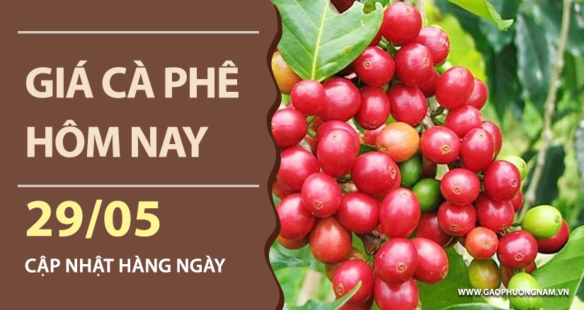 gia-ca-phe-hom-nay-ngay-29-05-2026