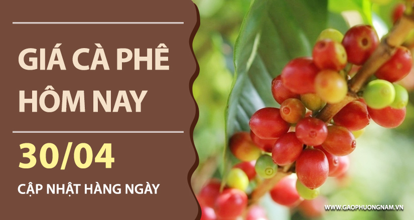 gia-ca-phe-hom-nay-ngay-30-04-2026