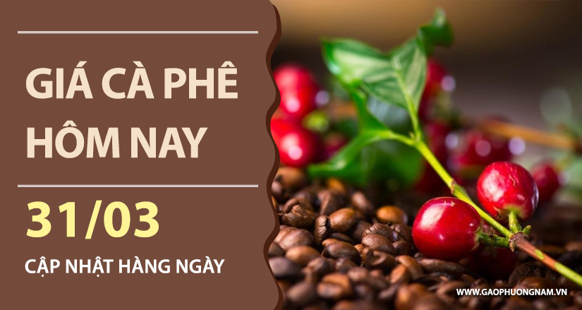 gia-ca-phe-hom-nay-ngay-31-03-2026