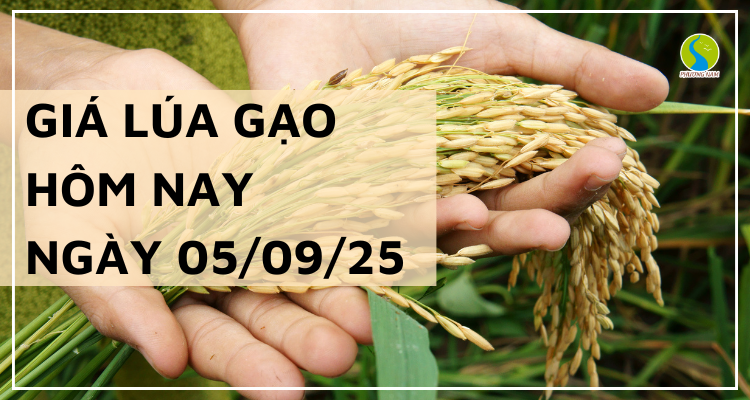 Giá Lúa Gạo Hôm Nay Ngày 5/9/2025: Giá Gạo Giảm Nhẹ