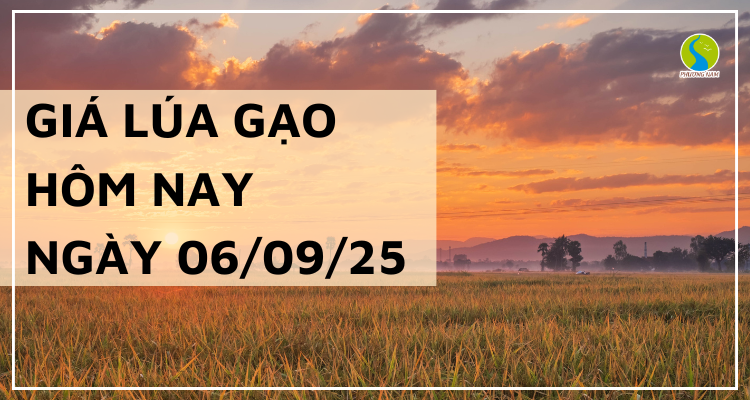 Giá Lúa Gạo Hôm Nay Ngày 6/9/2025: Gạo Nguyên Liệu Giảm