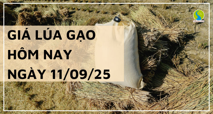 Giá Lúa Gạo Hôm Nay Ngày 11/9/2025: Giao Dịch Chậm 