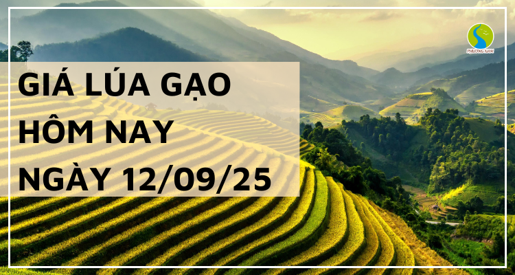 Giá Lúa Gạo Hôm Nay Ngày 12/9/2025: Lúa Gạo Vững Giá
