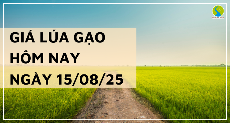 Giá Lúa Gạo Hôm Nay Ngày 15/8/2025: Giao Dịch Cầm Chừng