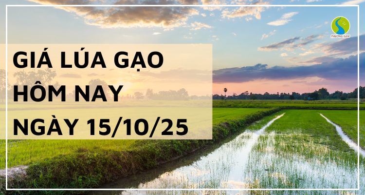 Giá Lúa Gạo Hôm Nay Ngày 15/10: Giao Dịch Mua Bán Chậm