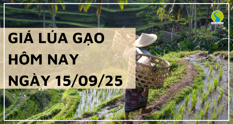 Giá Lúa Gạo Hôm Nay Ngày 15/9/2025: Giá Cả Đi Ngang