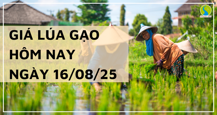 Giá Lúa Gạo Hôm Nay Ngày 16/8/2025: Thị Trường Chung Giữ Ổn Định