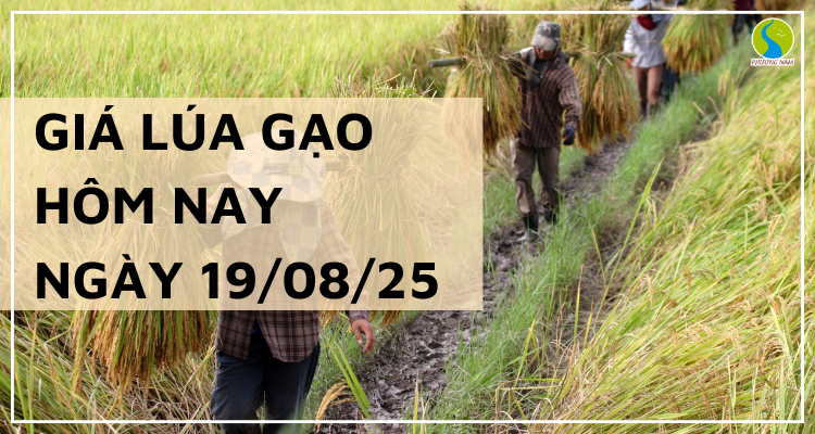 Giá Lúa Gạo Hôm Nay Ngày 19/8/2025: Thị Trường Trầm Lắng