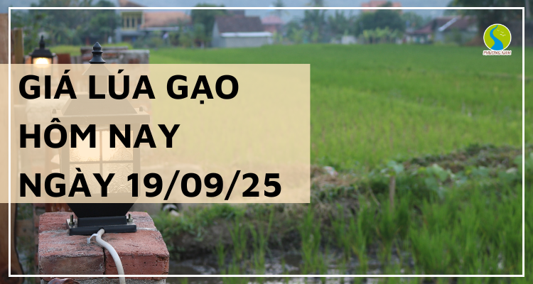 Giá Lúa Gạo Hôm Nay Ngày 19/9/2025: Giá Gạo Xuất Khẩu Đảo Chiều Giảm