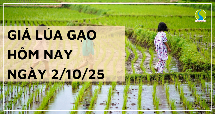 Giá Lúa Gạo Hôm Nay Ngày 2/10/2025: Giá Gạo Xuất Khẩu Giảm Nhẹ