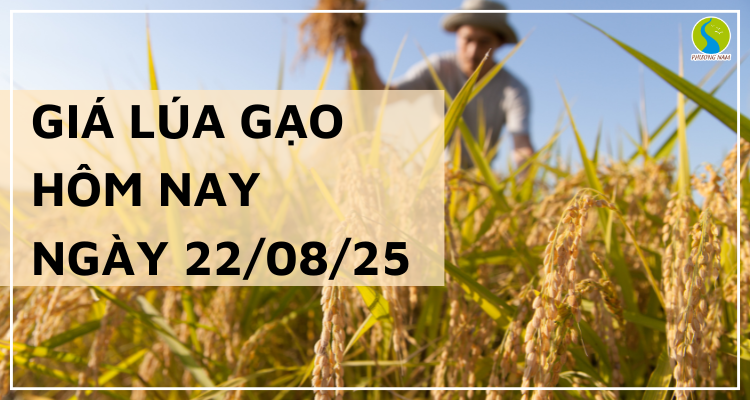 Giá Lúa Gạo Hôm Nay Ngày 22/8/2025: Thị Trường Đi Ngang