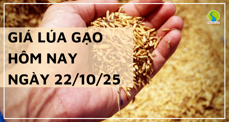 Giá Lúa Gạo Hôm Nay Ngày 22/10/2025: Giá Lúa Gạo Đi Ngang