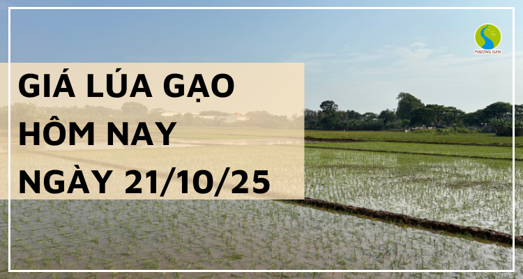 Giá Lúa Gạo Hôm Nay Ngày 21/10/2025: Giá Gạo Tiếp Tục Nhích Nhẹ