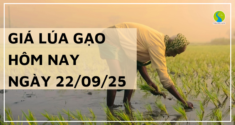 Giá Lúa Gạo Hôm Nay Ngày 22/9/2025: Giá Lúa Gạo Đi Ngang