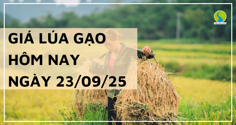 Giá Lúa Gạo Hôm Nay Ngày 23/9/2025: Mua Bán Chậm