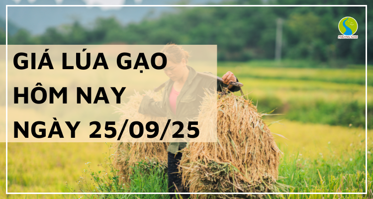 Giá Lúa Gạo Hôm Nay Ngày 26/8/2025: Giá Duy Trì Ổn Định