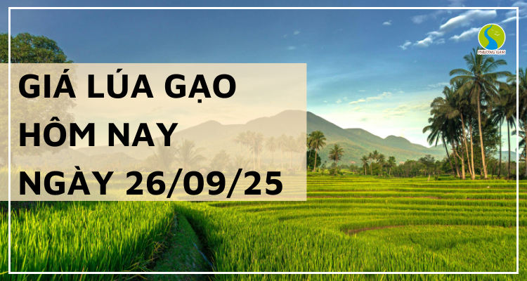 Giá Lúa Gạo Hôm Nay Ngày 26/9/2025: Giao Dịch Trầm Lắng