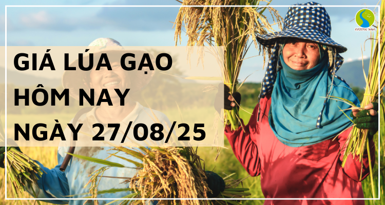 Giá Lúa Gạo Hôm Nay Ngày 27/8/2025: Gạo Nguyên Liệu Xuất Khẩu Giảm Sâu