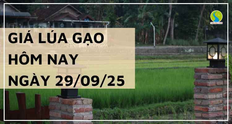 Giá Lúa Gạo Hôm Nay Ngày 29/9/2025: Giao Dịch Trầm Lắng