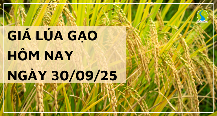 Giá Lúa Gạo Hôm Nay Ngày 30/9/2025: Lúa Tươi Đứng Giá