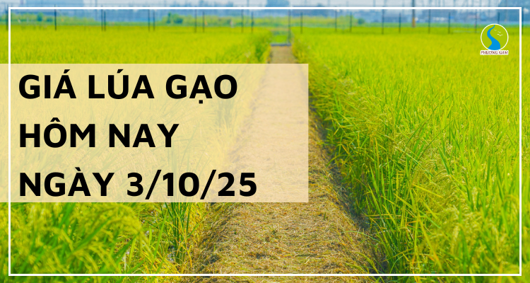 Giá Lúa Gạo Hôm Nay Ngày 3/10/2025: Giá Gạo Giảm Nhẹ