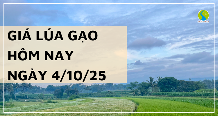 Giá Lúa Gạo Hôm Nay Ngày 4/10/2025: Giá Lúa Gạo Ổn Định