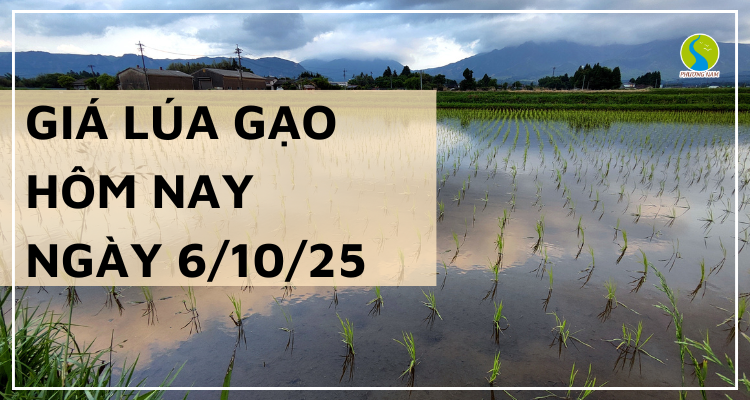 Giá Lúa Gạo Hôm Nay Ngày 6/10/2025: Giao Dịch Trầm Lắng 