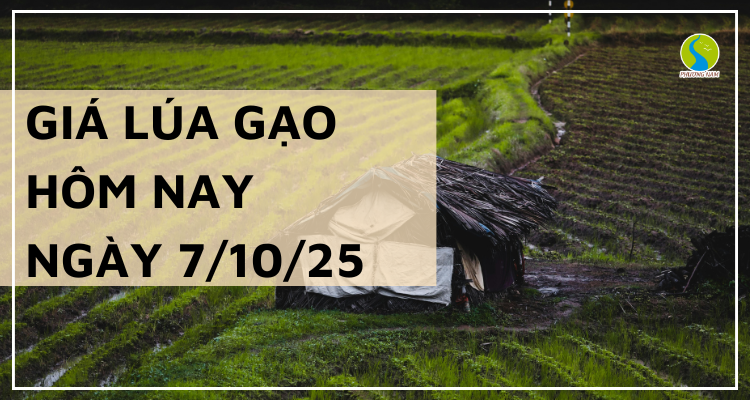 Giá Lúa Gạo Hôm Nay Ngày 7/10/2025: Giá Lúa Gạo Ổn Định