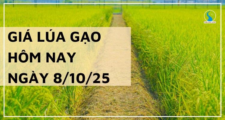 Giá Lúa Gạo Hôm Nay Ngày 8/10/2025: Giao Dịch Lúa Gạo Chững Lại