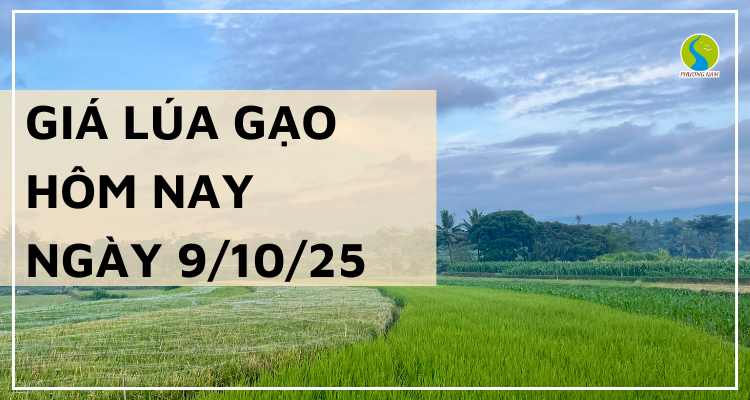 Giá Lúa Gạo Hôm Nay Ngày 9/10/2025: Giao Dịch Lúa Gạo Trầm Lắng Nhẹ 