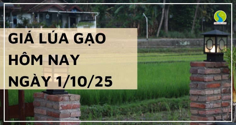 Giá Lúa Gạo Hôm Nay Ngày 1/10/2025: Lúa Tươi Bật Tăng