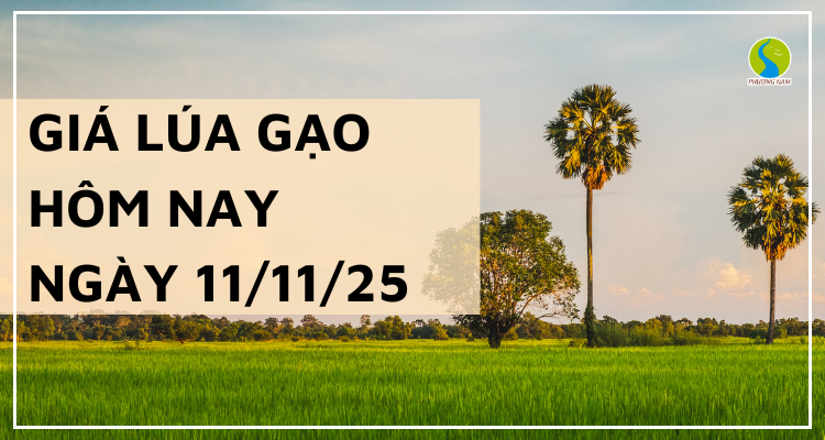 Giá Lúa Gạo Hôm Nay Ngày 11/11/2025: Nhu Cầu Lúa Mới Chậm