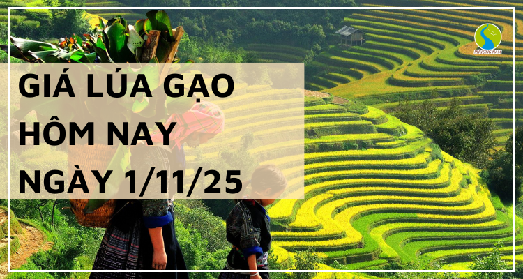 Giá Lúa Gạo Hôm Nay Ngày 1/11/2025: Thị Trường Trầm Lắng