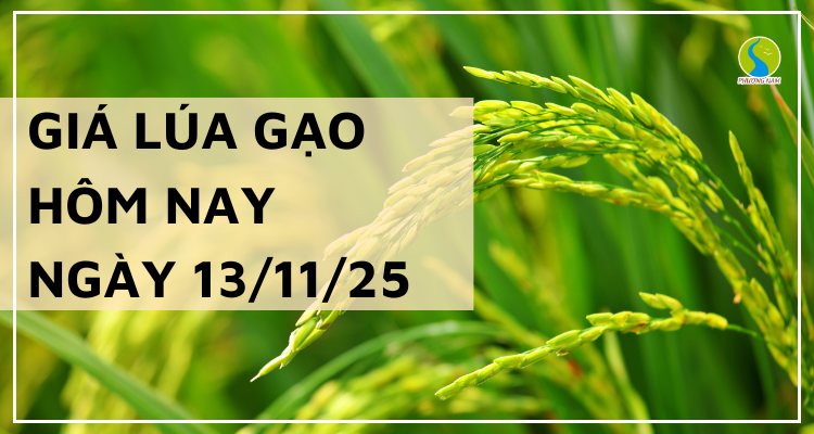 Giá Lúa Gạo Hôm Nay Ngày 13/11/2025: Lúa Giữ Giá Ổn Định
