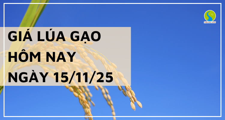 Giá Lúa Gạo Hôm Nay Ngày 15/11/2025: Giao Dịch Chậm
